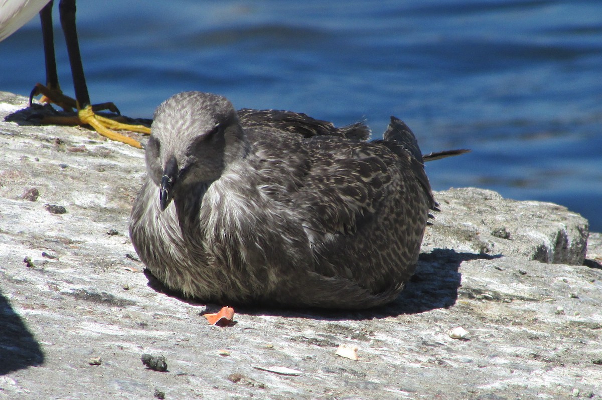 Kelp Gull - ML418300151