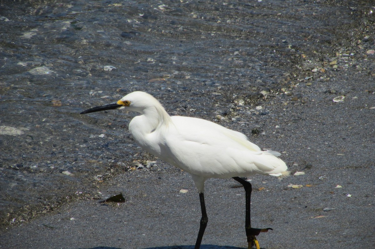 Snowy Egret - ML418300391