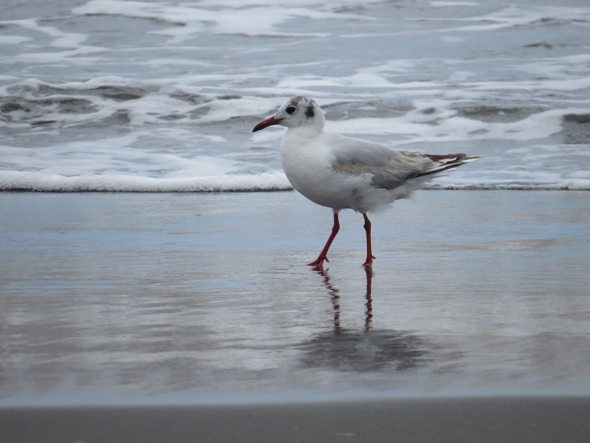 Brown-hooded Gull - ML41830071