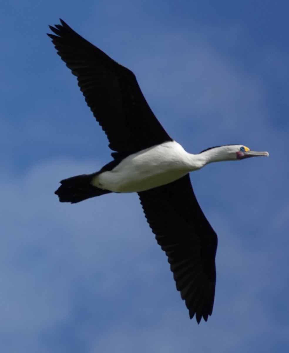 Pied Cormorant - Alan Coates