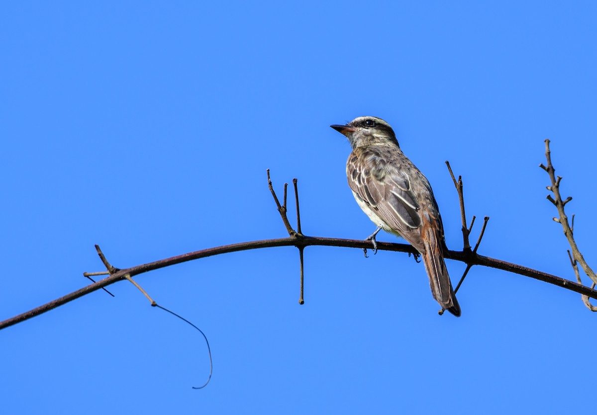 Variegated Flycatcher - David Carmo