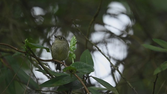 Ruby-crowned Kinglet - ML418301761