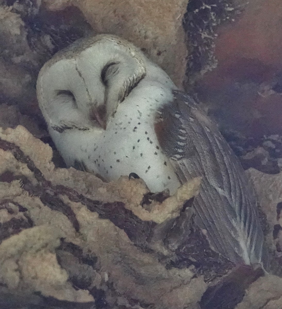 Barn Owl (Eastern) - ML418302861