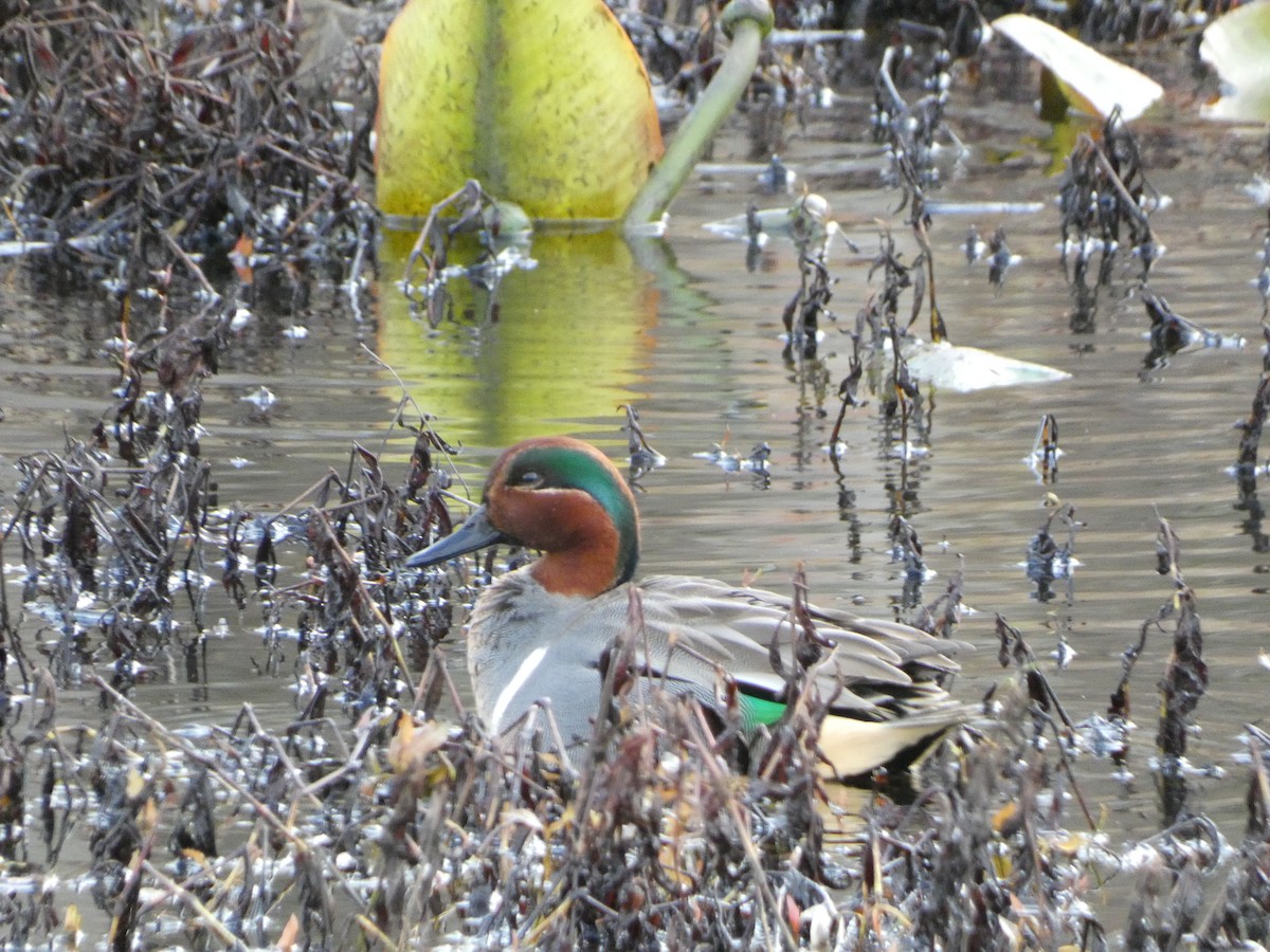 Green-winged Teal - ML418303061