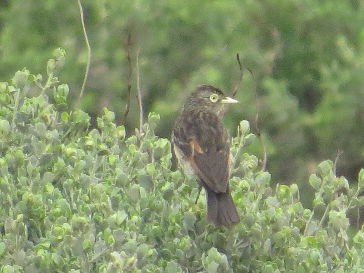 Spectacled Tyrant - ML41830331