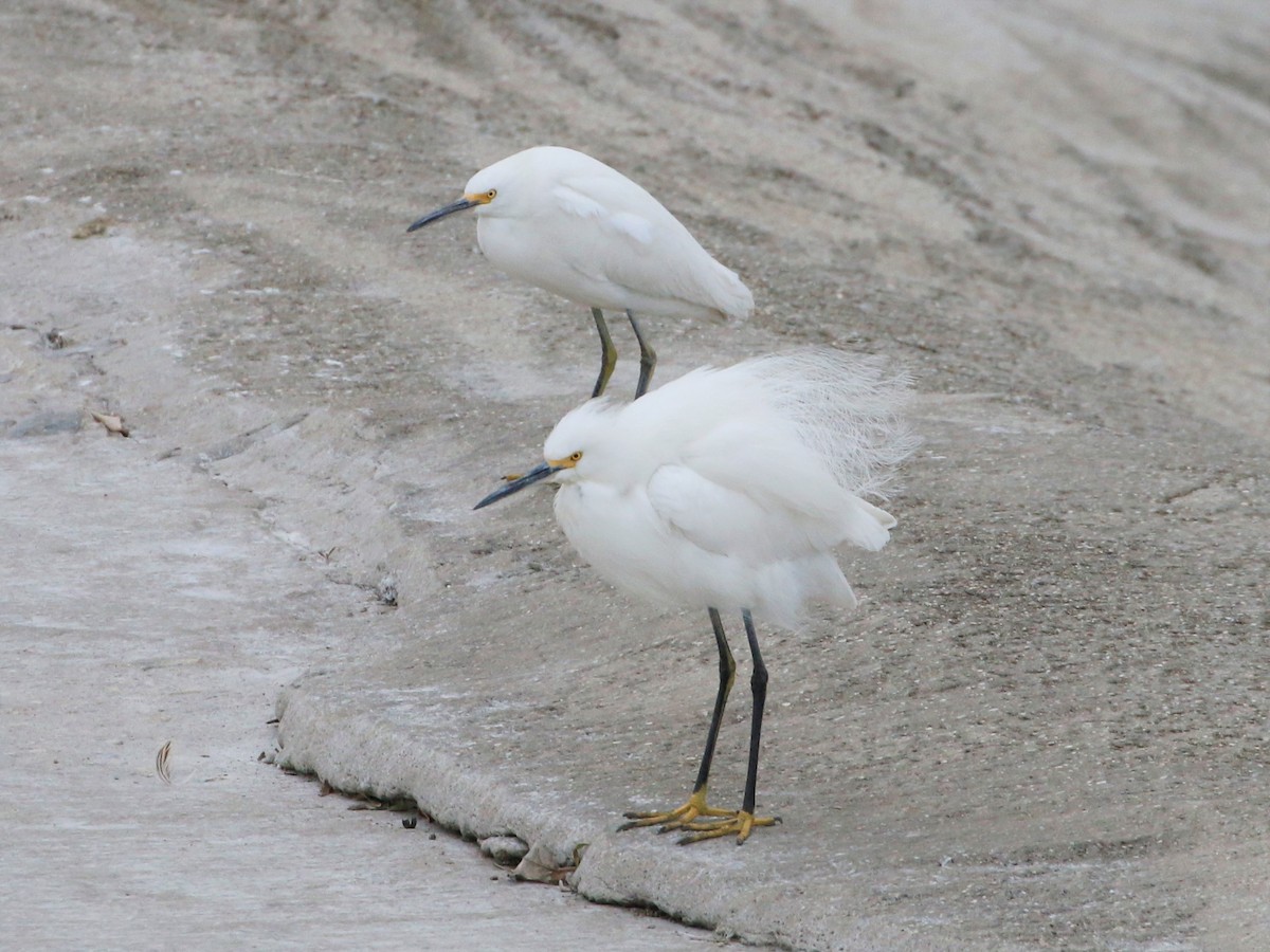 Snowy Egret - ML418303521