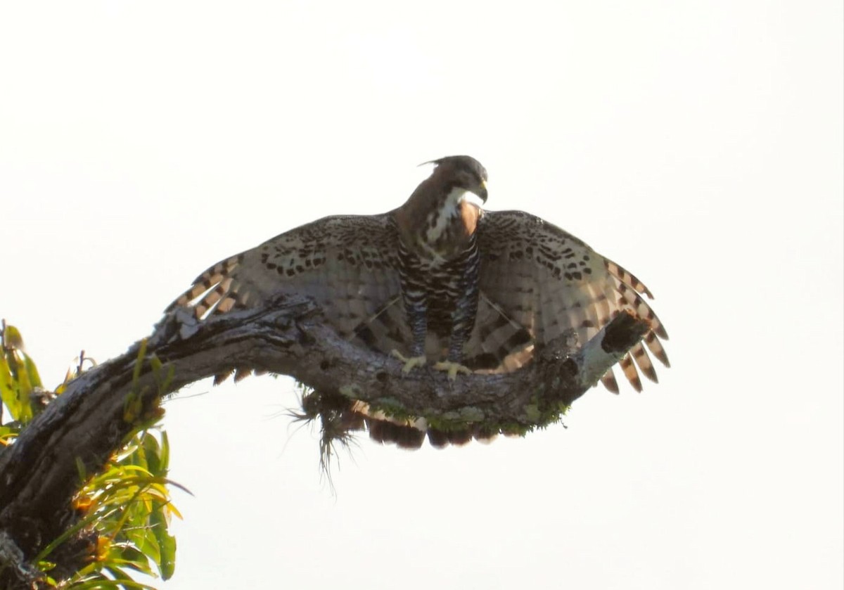 Ornate Hawk-Eagle - ML418303621