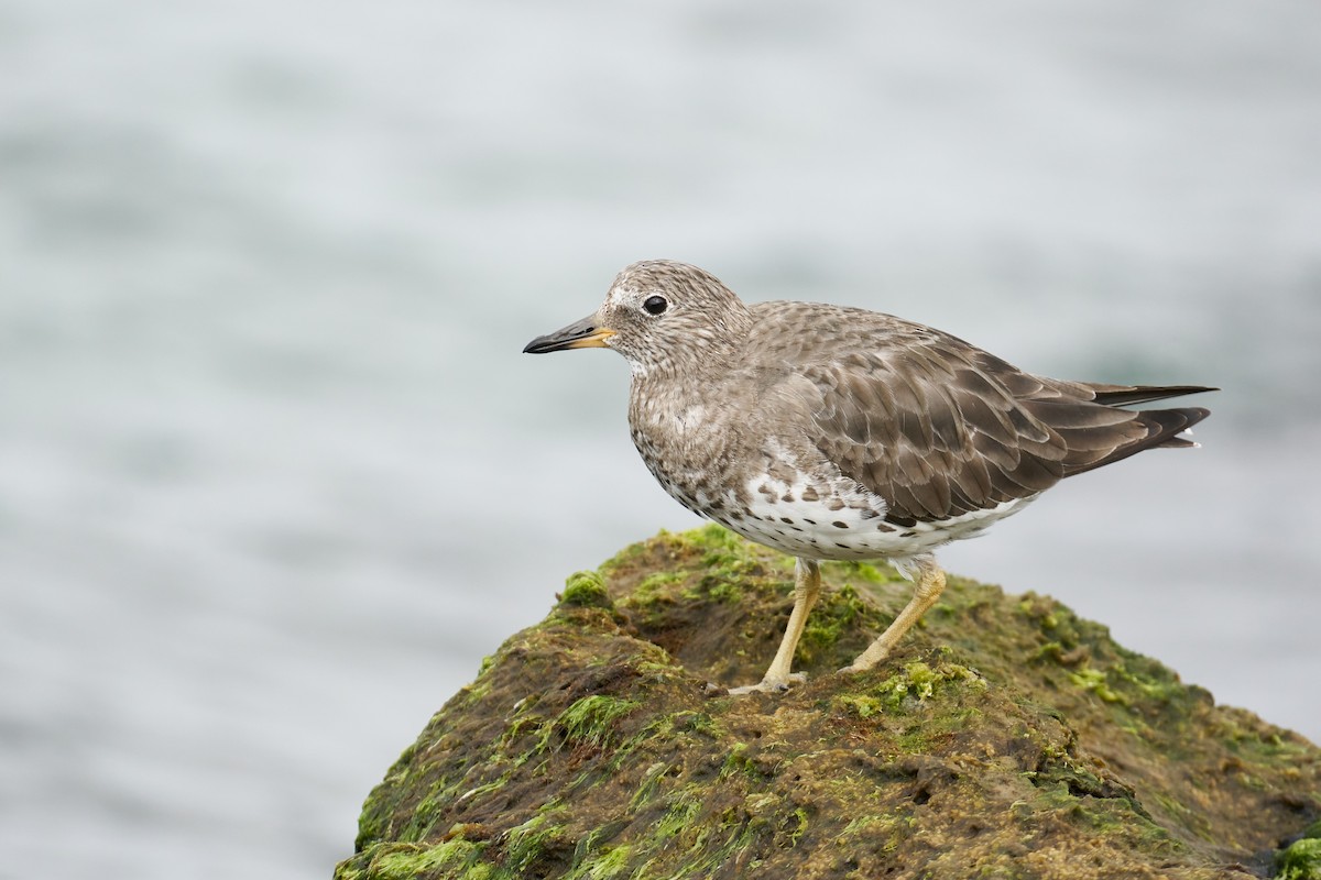 Surfbird - ML418303781