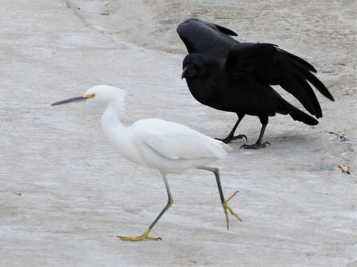 Snowy Egret - ML418304121
