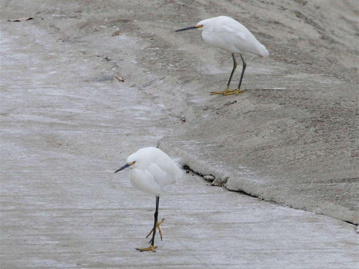 Snowy Egret - ML418304141