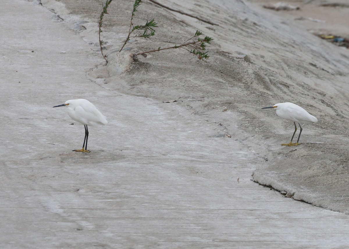Snowy Egret - ML418304151