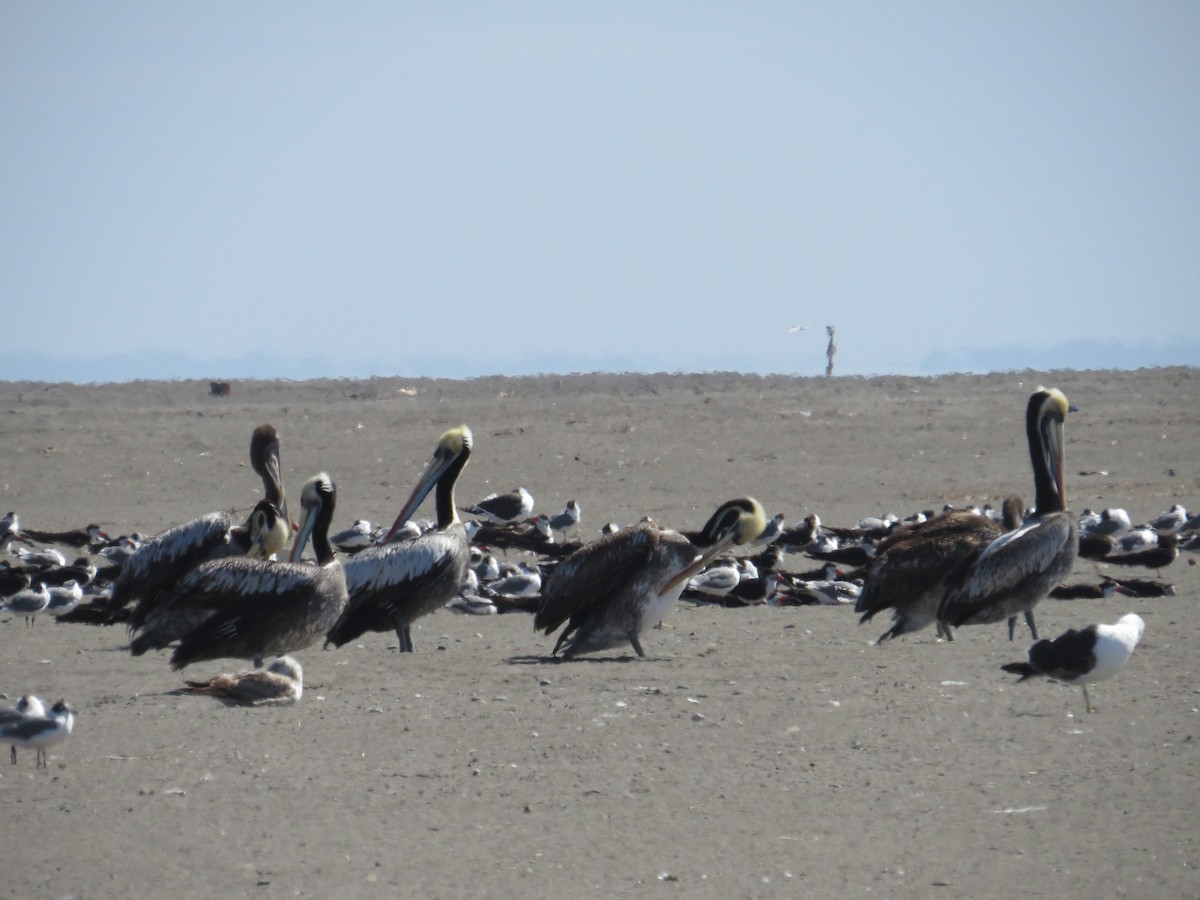 Peru Pelikanı - ML41830801