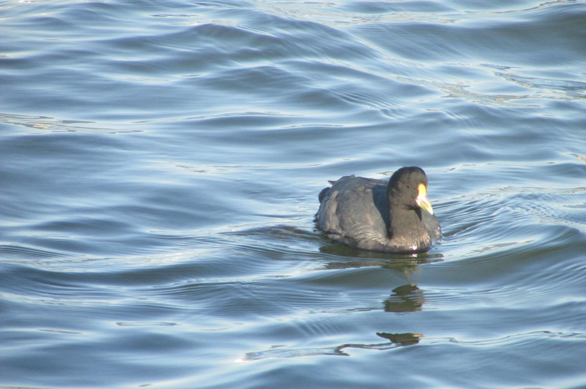 White-winged Coot - ML418308631
