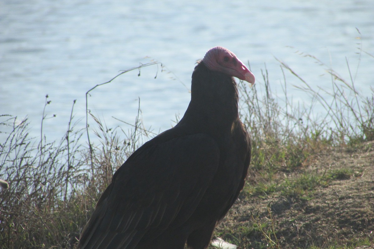 Urubu à tête rouge - ML418309391