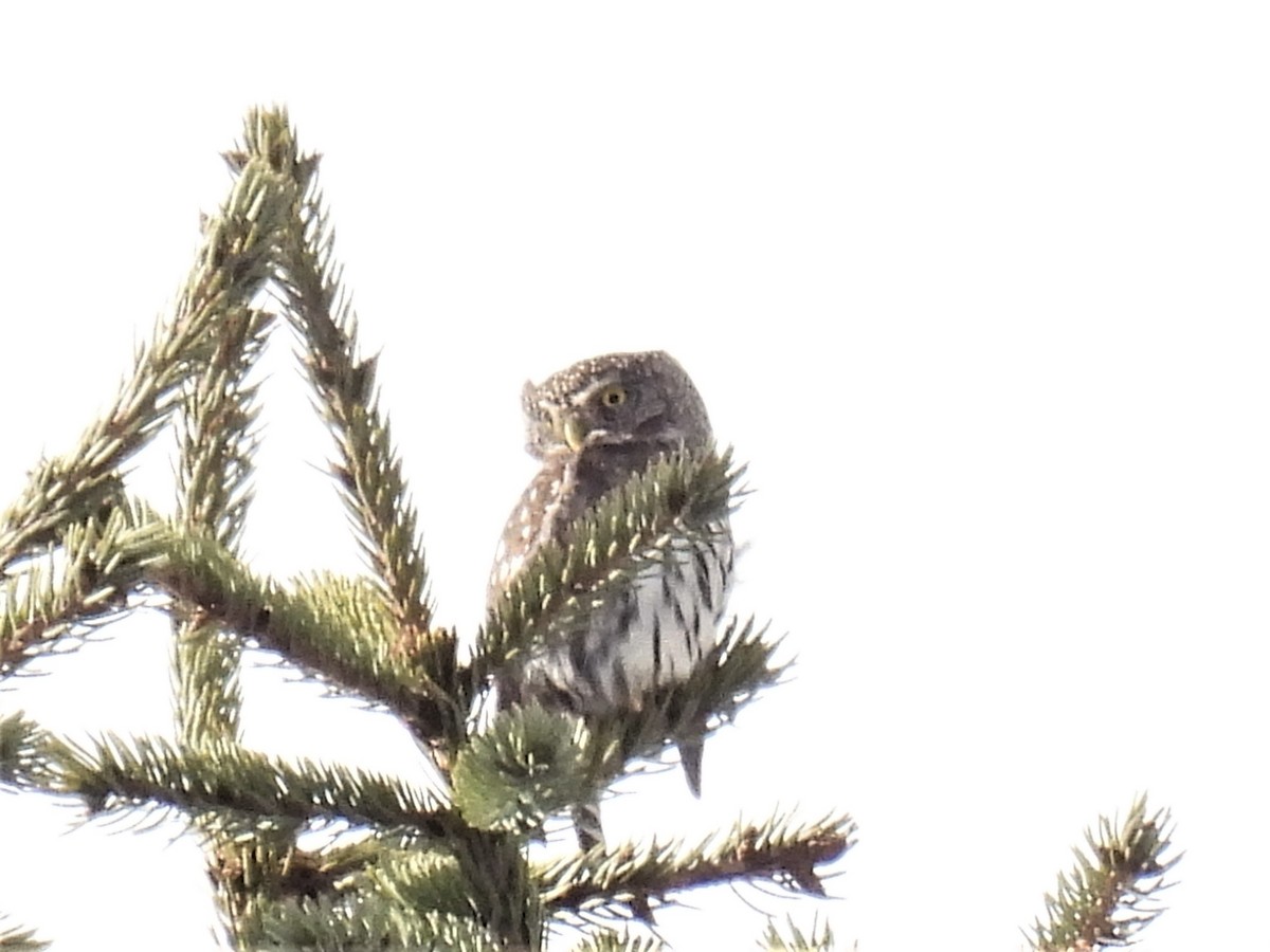 Northern Pygmy-Owl - ML418310551