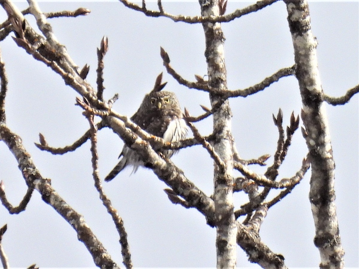 Northern Pygmy-Owl - ML418310561
