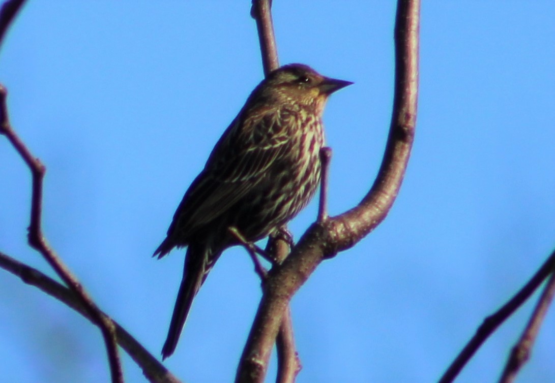 Red-winged Blackbird - ML418312691