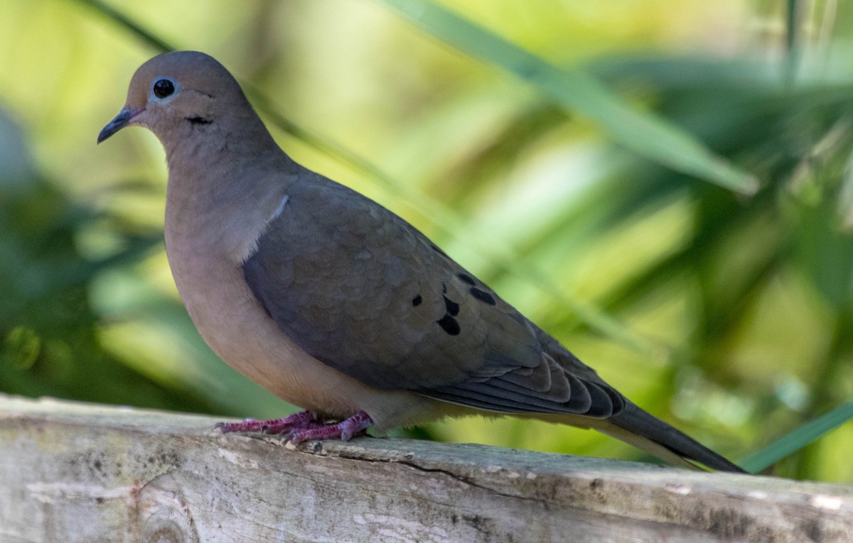 Mourning Dove - ML418312711