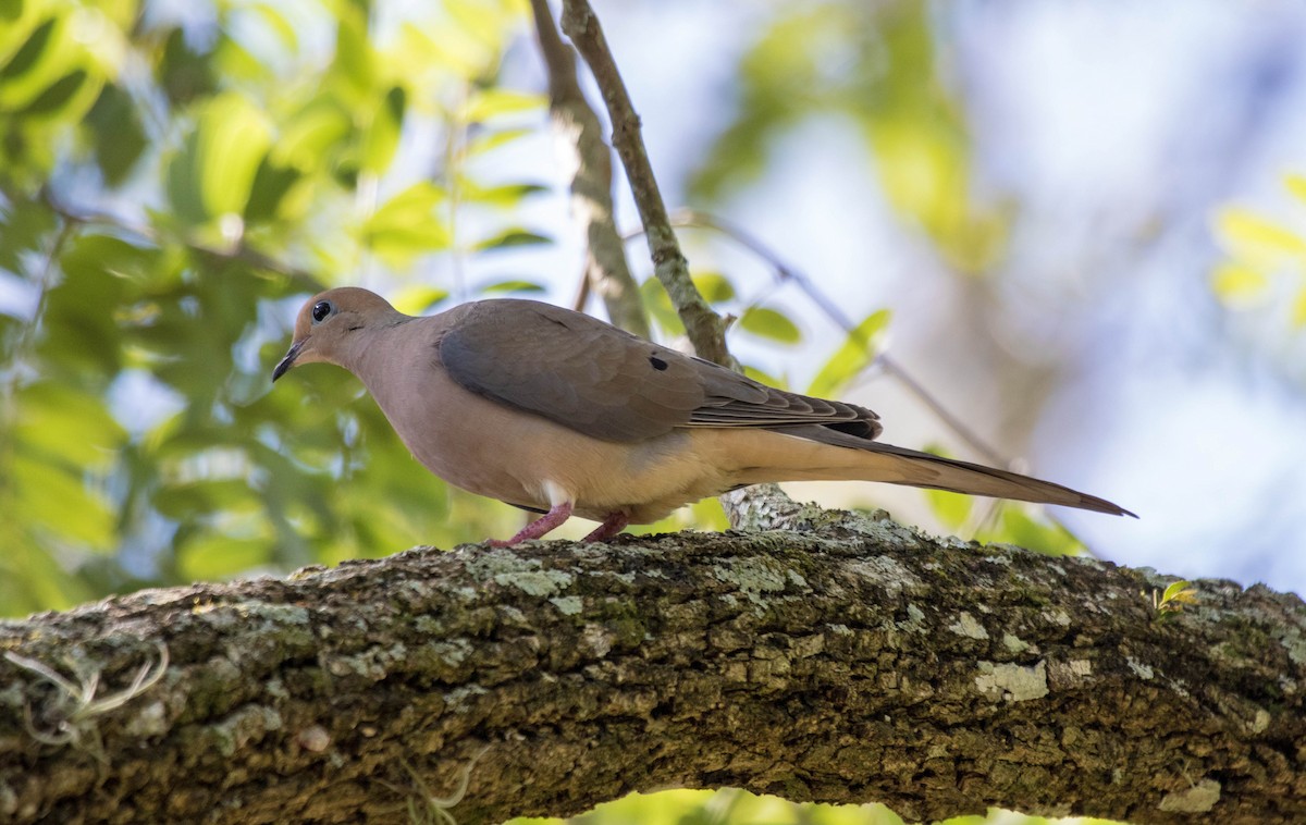 Mourning Dove - ML418312721