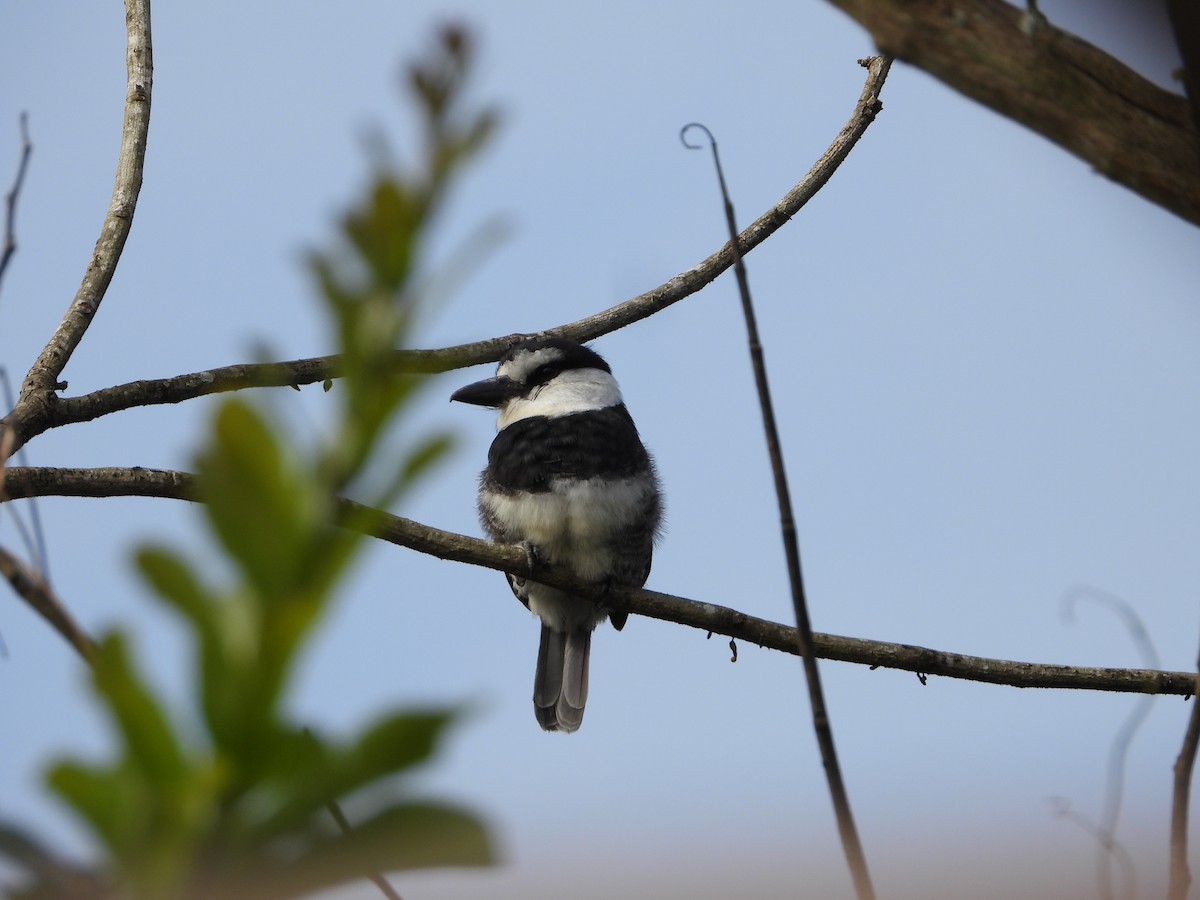 White-necked Puffbird - ML418314711