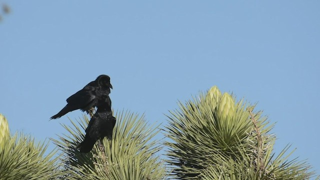 Common Raven - ML418315151