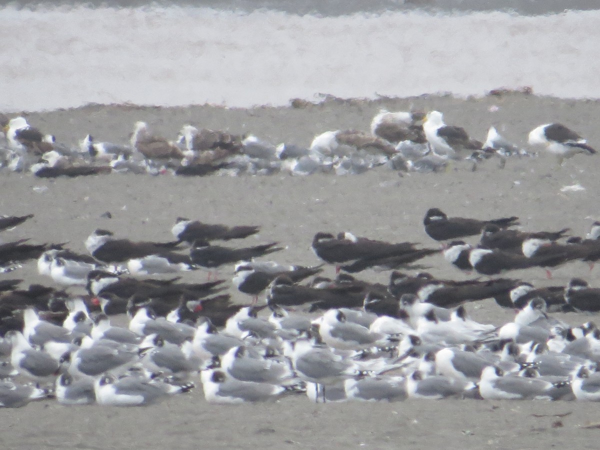 Black Skimmer - ML41831591