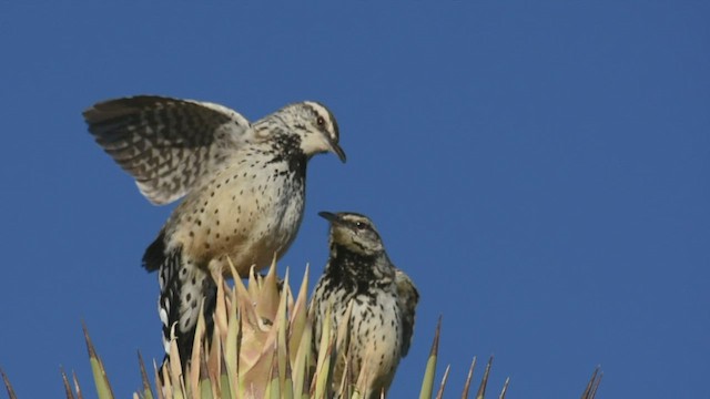 Cactus Wren - ML418317621