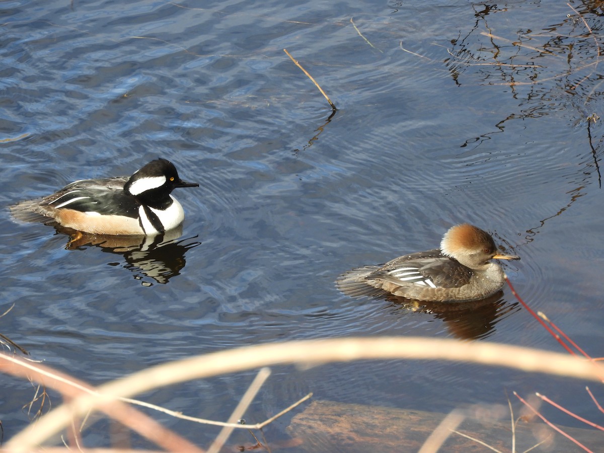 Hooded Merganser - ML418318711