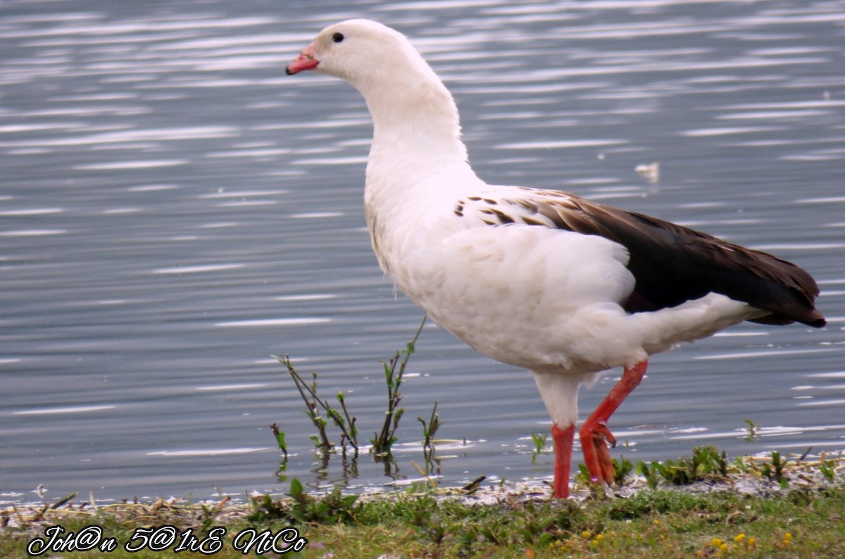 Andean Goose - ML418319081