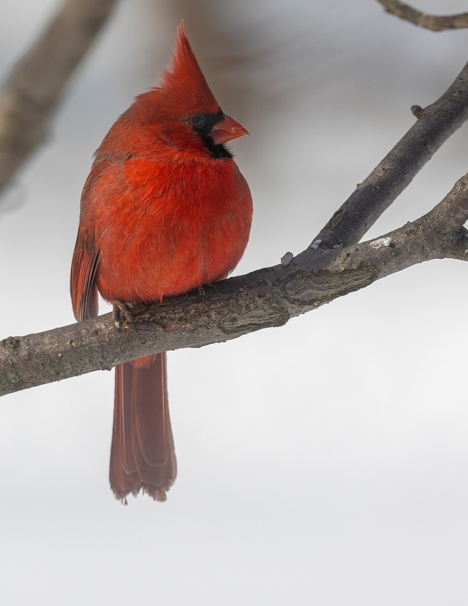 Cardinal rouge - ML418319271