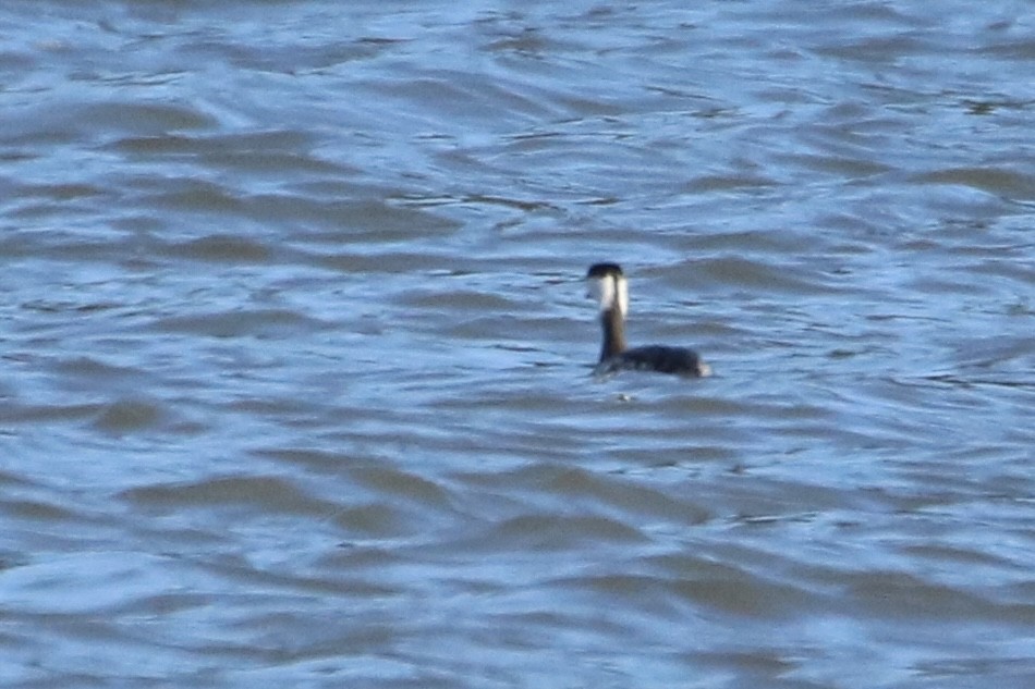 Horned Grebe - Kelly Krechmer