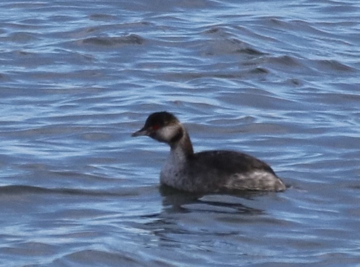 Horned Grebe - Kelly Krechmer