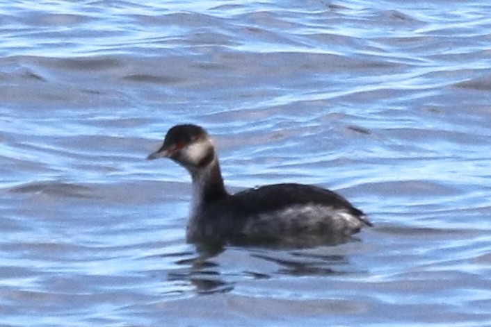 Horned Grebe - ML418320331