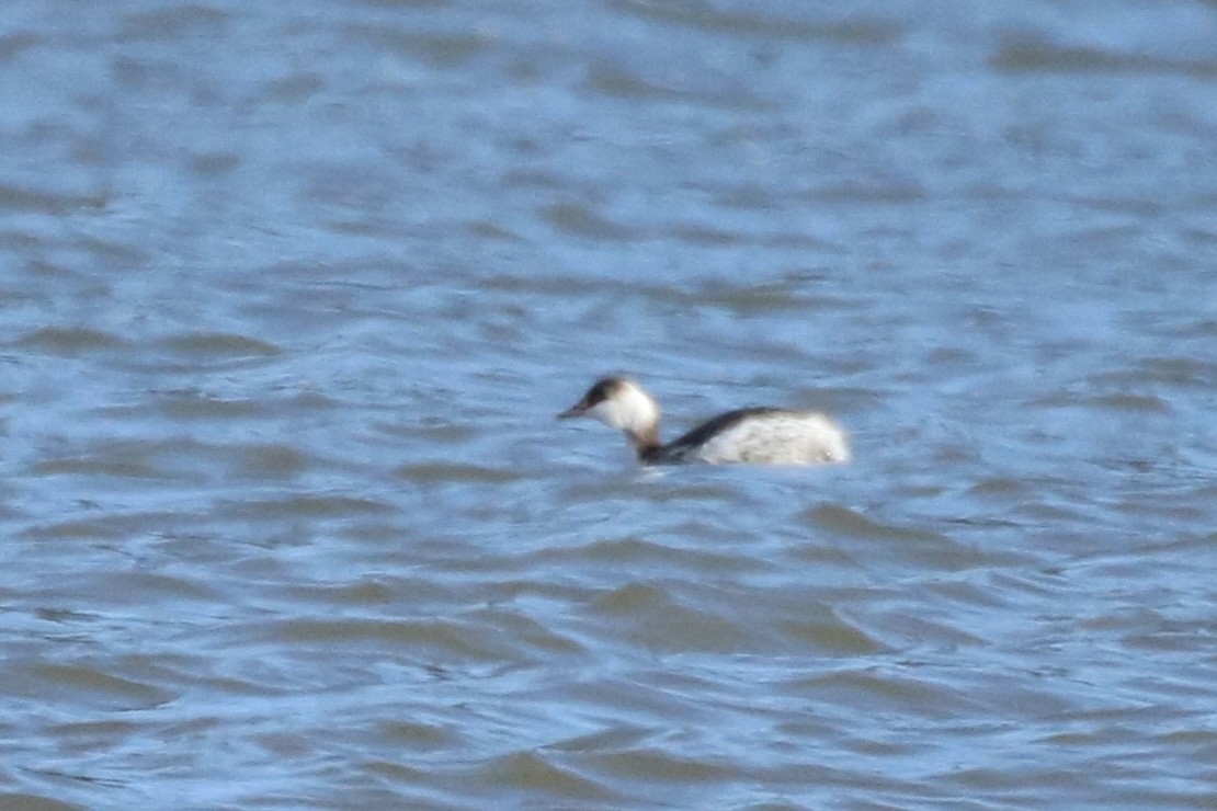 Horned Grebe - Kelly Krechmer