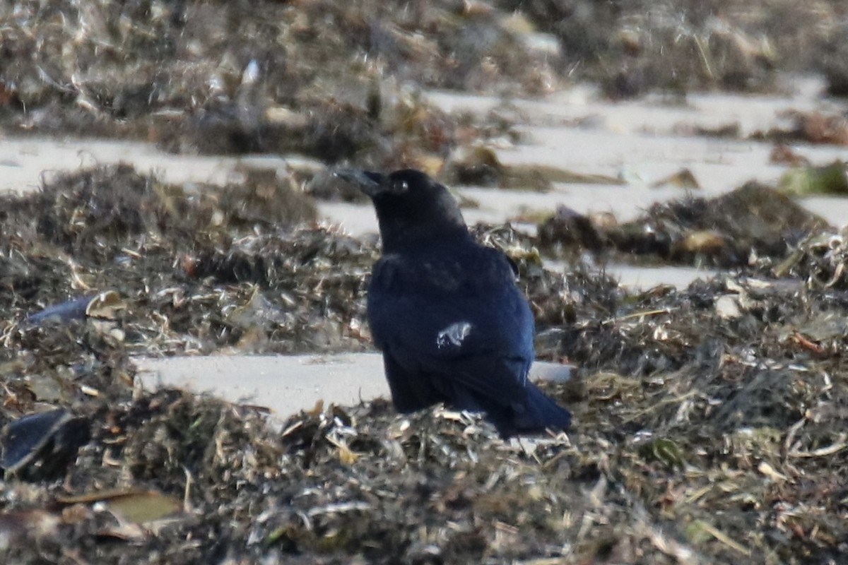 American Crow - Kelly Krechmer