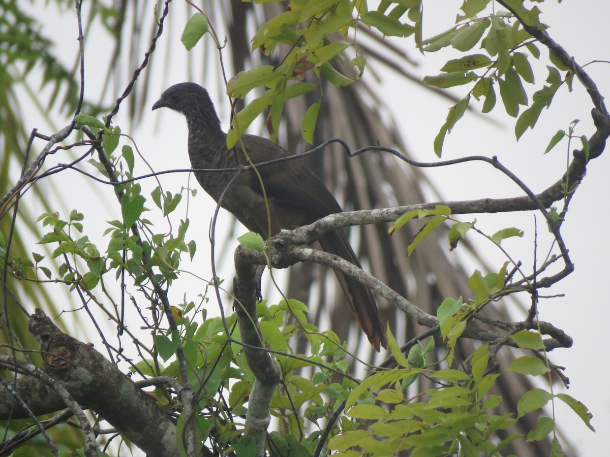 Speckled Chachalaca - Ignacio Escobar Gutiérrez