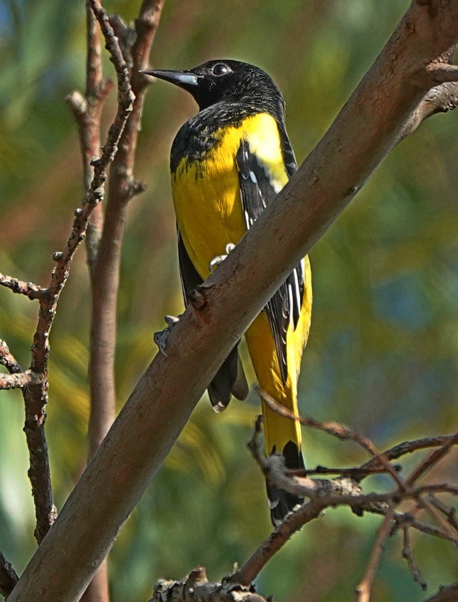 Scott's Oriole - ML418321711