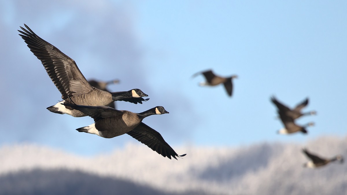 Cackling/Canada Goose - James Zuelow