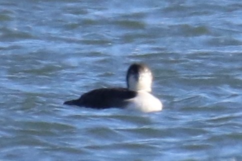 Common Loon - Kelly Krechmer