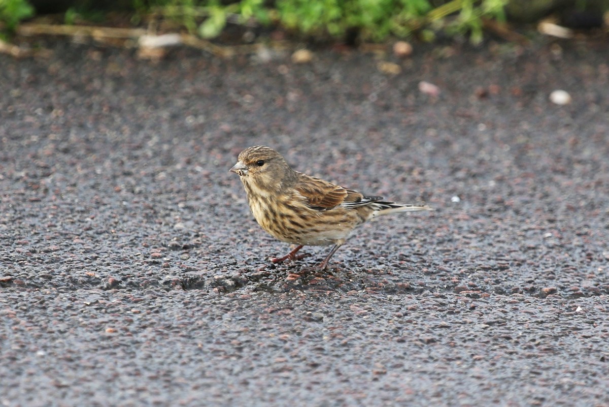 Eurasian Linnet - ML41832381