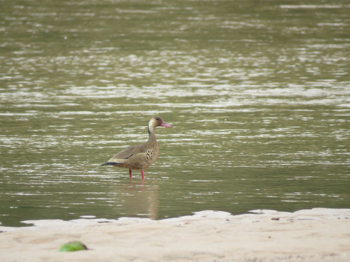 Canard amazonette - ML418324181