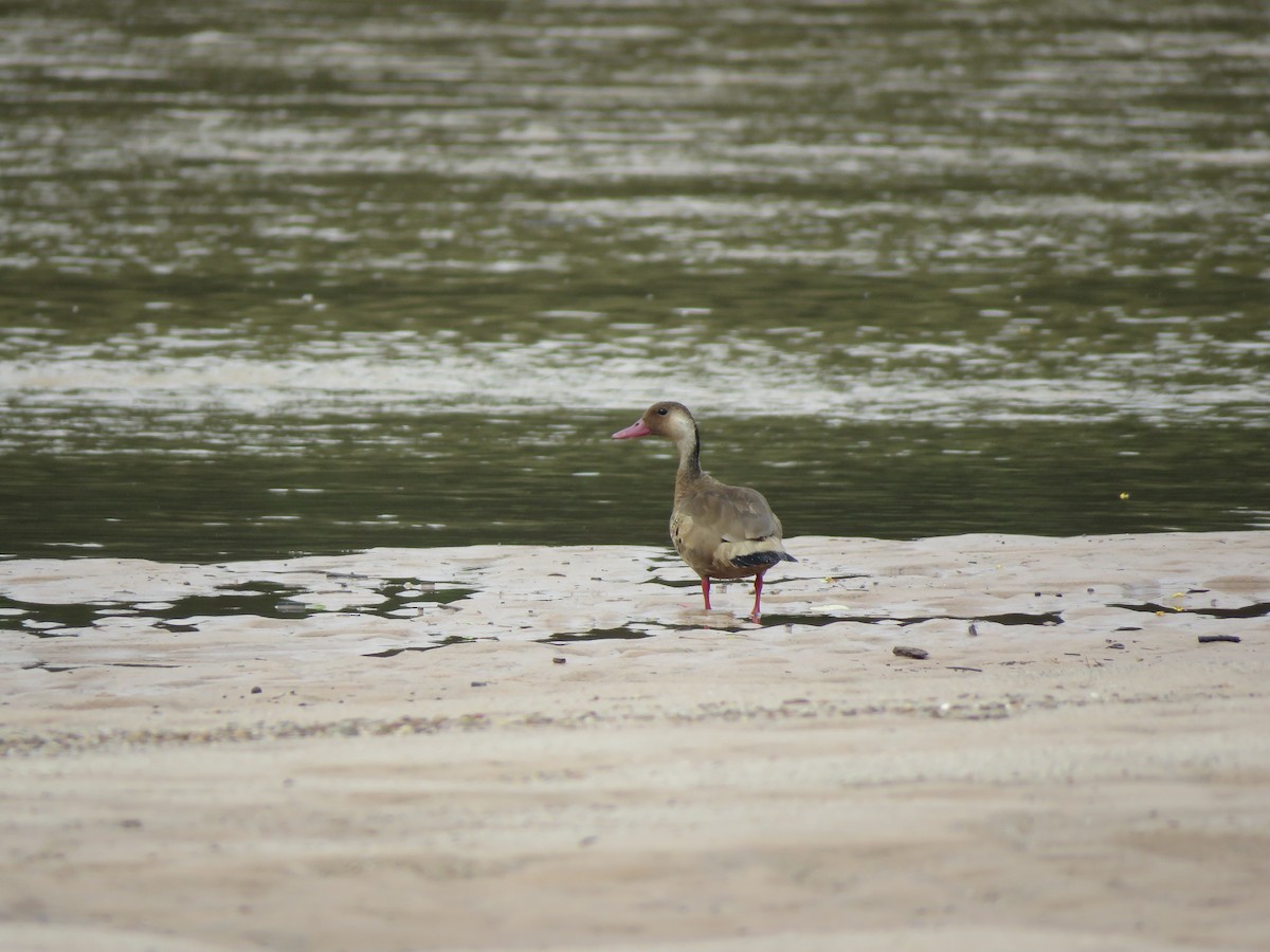 Pato Brasileño - ML418324191