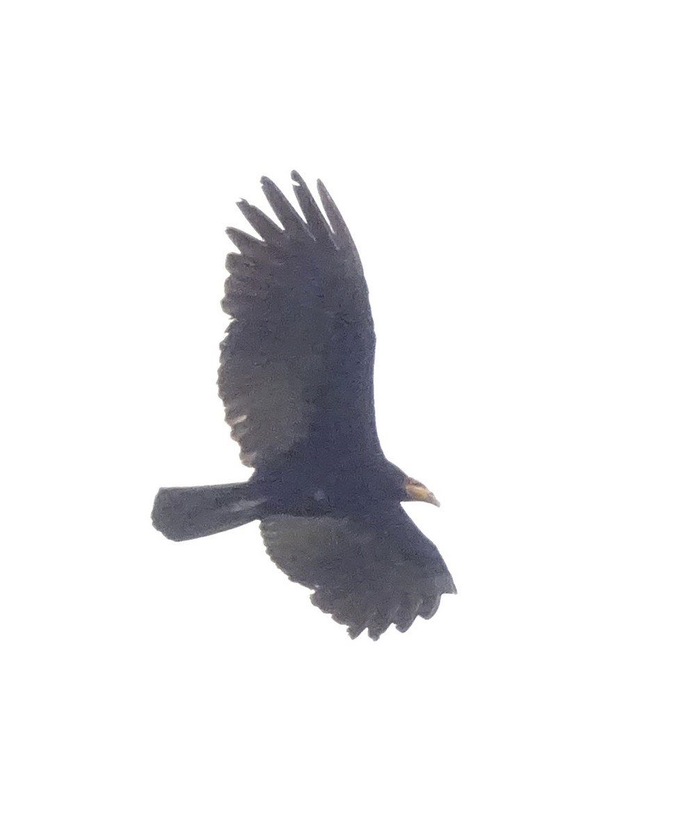 Greater Yellow-headed Vulture - ML418324631