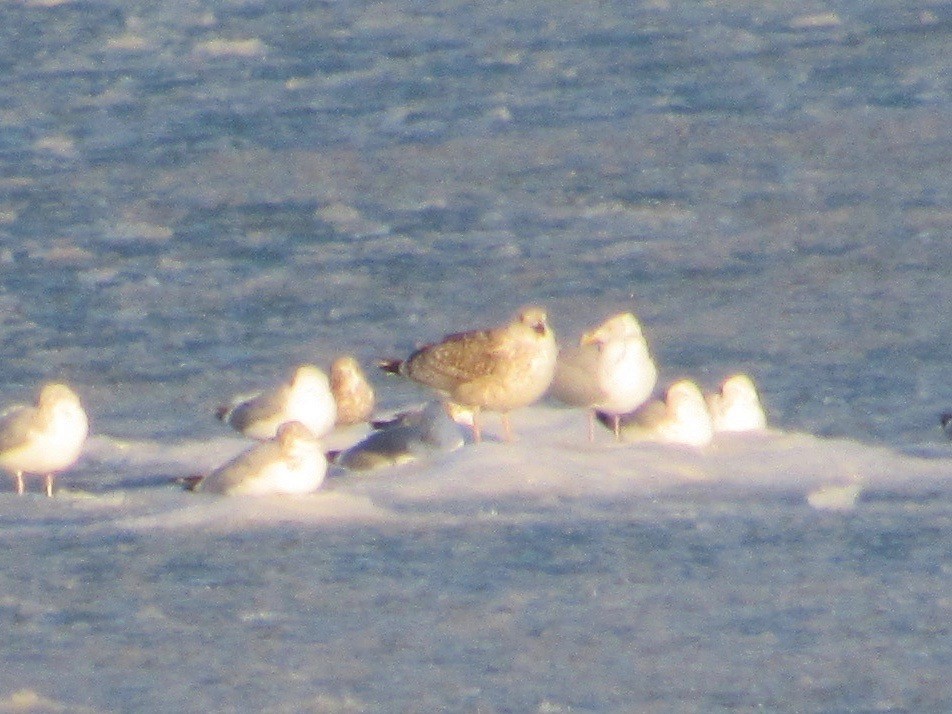 racek mořský - ML418329181