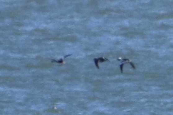 Long-tailed Duck - ML418329321