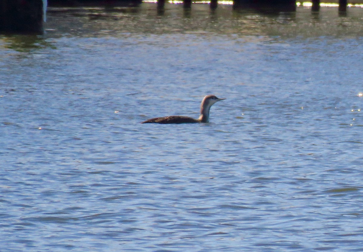 Red-throated Loon - ML418329981