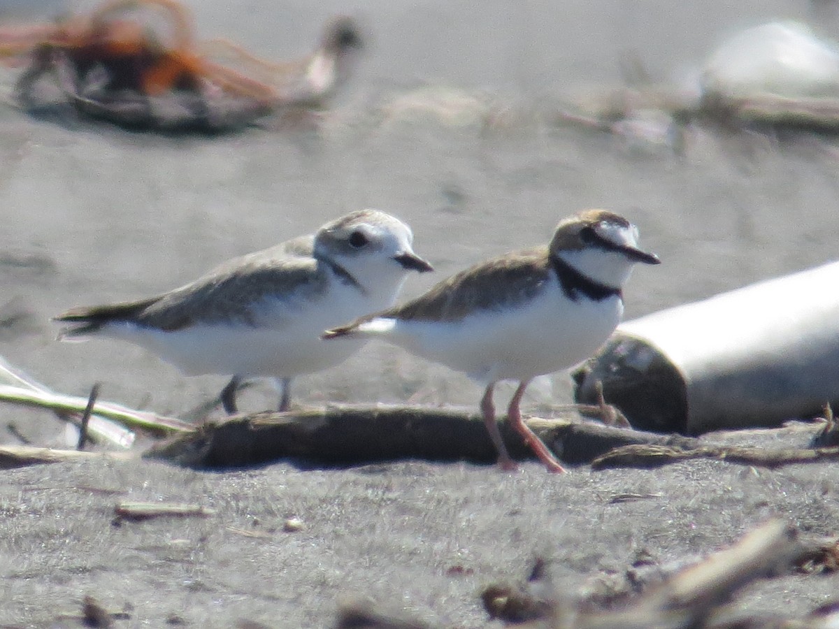 Snowy Plover - ML41833041