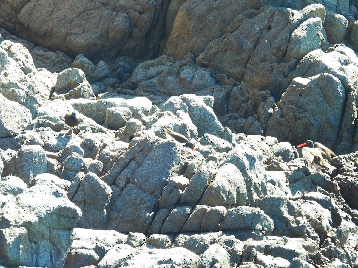 American Oystercatcher - ML418332331