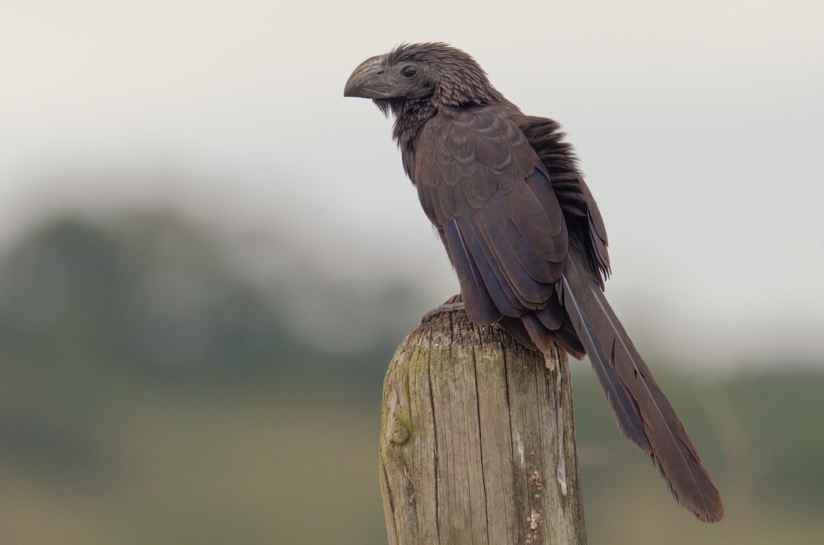 Groove-billed Ani - ML418332471