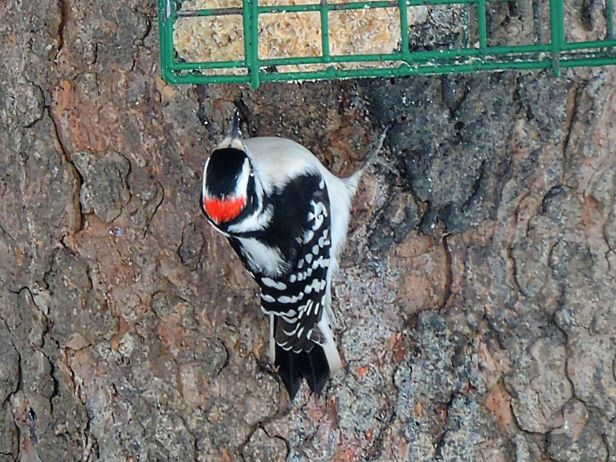 Downy Woodpecker - ML418332731